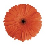 ⁦Gerbera orange⁩ - الصورة ⁦2⁩