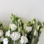 Eustomia white - 5pic