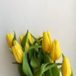 tulip yellow