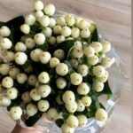 hypericum white