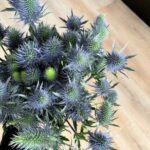ERYNGIUM