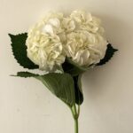 hydrangea white