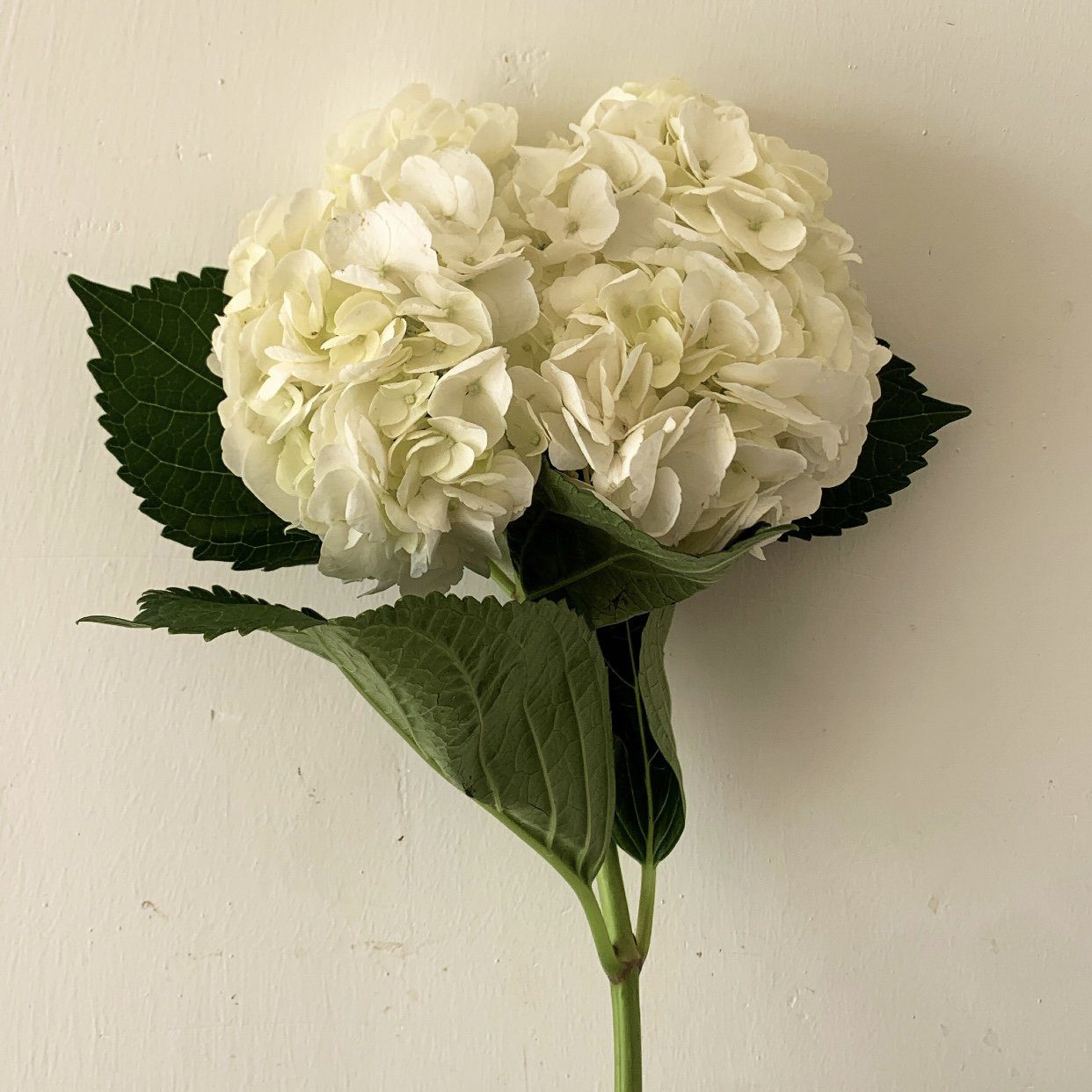 2D8914E0-75C0-457F-B9B2-20D68D1F04BB hydrangea white - الصورة 1