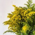 solidago