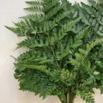 Leather fern