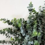 Eucalyptus baby blue