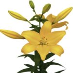 LILY yellow