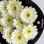 Gerbera white