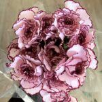 Carnation Double purple