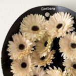 Gerbera white 2