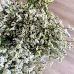 Limonium white