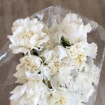 Carnation white