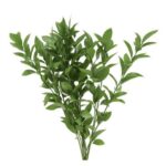 ruscus