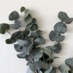 Eucalyptus silver Dollar