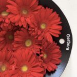 Gerbera red