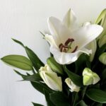 10اغصان - Casablanca White