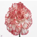 Carnation Double red