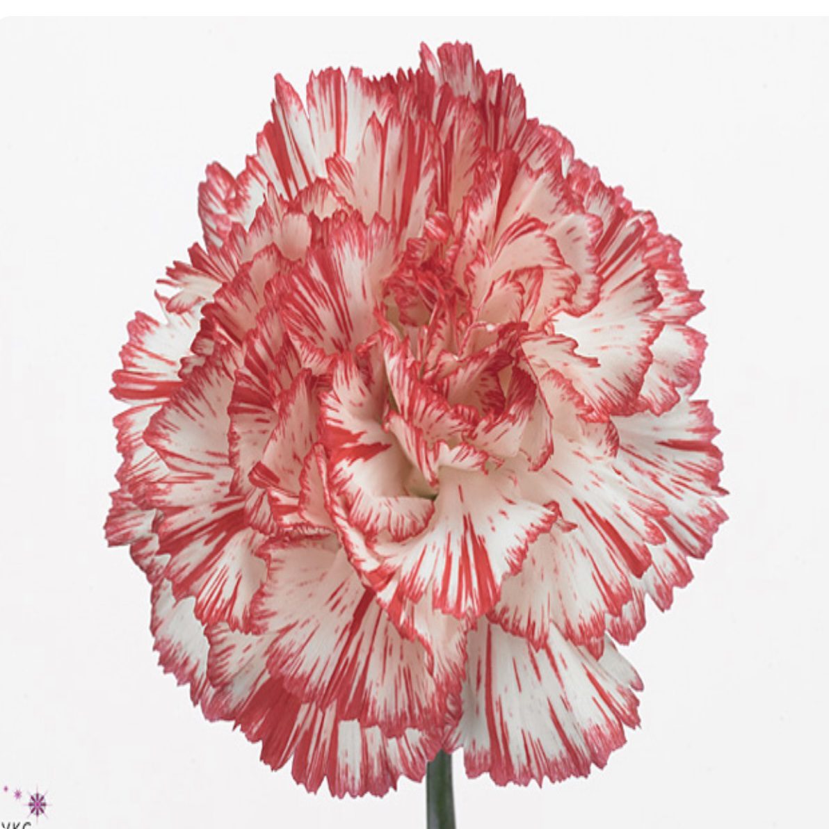 B9F2113F-0F1E-4757-A4A4-F737920F972F Carnation Double red - الصورة 1