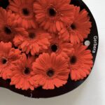 Gerbera orange