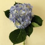 hydrangea blue