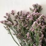 Limonium pink 2