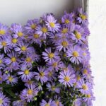 Aster