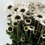 spary Chrys white