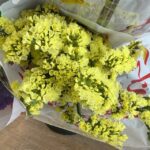 statice yellow (نسخة)