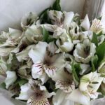 ALSTROEMERIA White