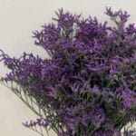 Limonium purple