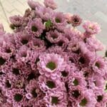 spray mix Chrys pink