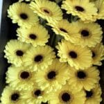Gerbera yellow