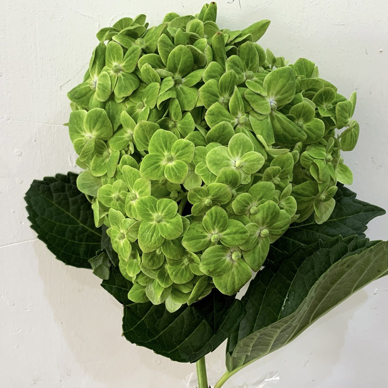 9DFB31D2-3EEA-4879-88A0-9AE07878C4B2 hydrangea green - الصورة 1