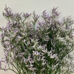 Limonium purpel 2