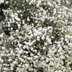 25 غصن - Gypso White