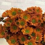 spray mix Chrys orang