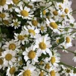 Tanacetum