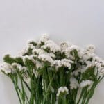 ستاتيس ابيض