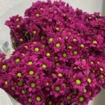 بيبي كريز فوشي