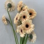 جريبيرا كريمي