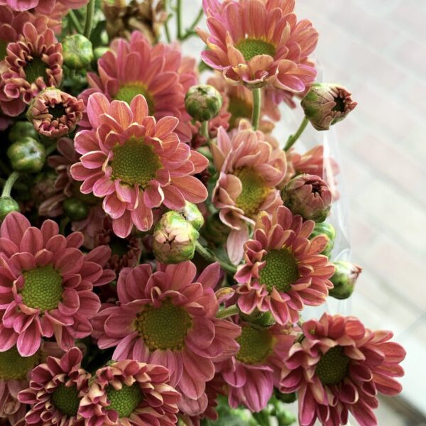 ⁦بيبي كريز4⁩ - الصورة ⁦2⁩