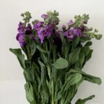 ماتيولا بنفسجي