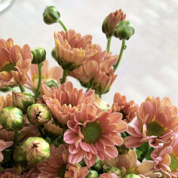 ⁦بيبي كريز3⁩ - الصورة ⁦2⁩