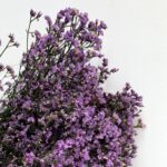 Limonium purpel 3