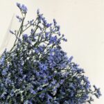 Limonium blue