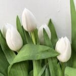 TULIP WHITE