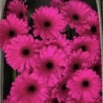 جريبيرا فوشي