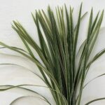 china grass 2