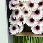Gerbera white&purple
