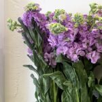 ماتيولا لافندر